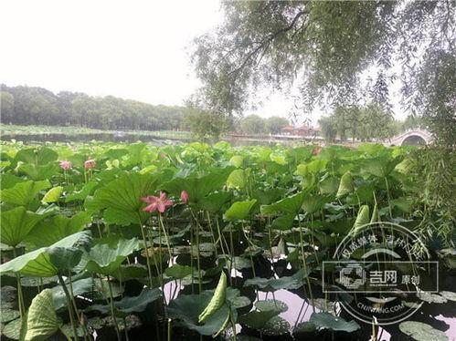 南湖公园吃瓜事件视频,一场引发热议的公共行为争议