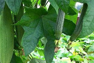 吃黄皮瓜危害视频讲解大全,视频讲解大全深度剖析