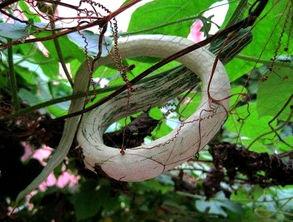 小巷人家吃蛇瓜视频,揭秘蛇瓜的独特烹饪之旅