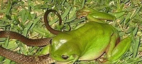 青蛙吃瓜视频,趣味横生的自然奇观