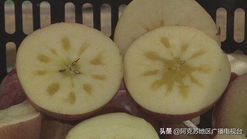 阿克苏吃瓜视频,一场吃瓜视频引发的全民热议