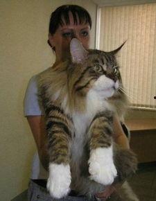 微博大猫咪吃瓜视频