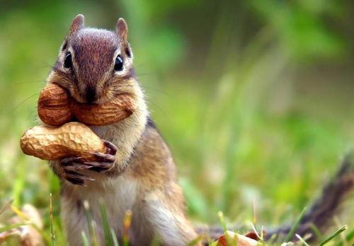 带你吃瓜松鼠视频