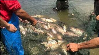 沙河公园吃瓜事件视频,一场引发热议的公共冲突瞬间