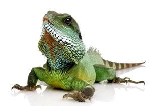 蜥蜴印度吃瓜视频,一场奇妙的自然奇观