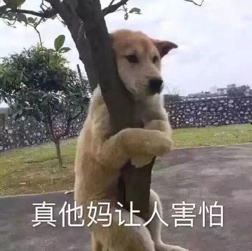 吃瓜狗子爬树视频在线观看,在线观看笑翻网友