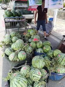 陇南网红事件吃瓜视频,吃瓜群众围观网络风云