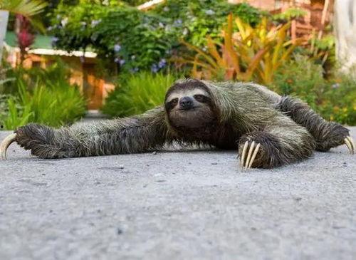 动物吃凉瓜视频播放下载,动物版视频播放下载热潮