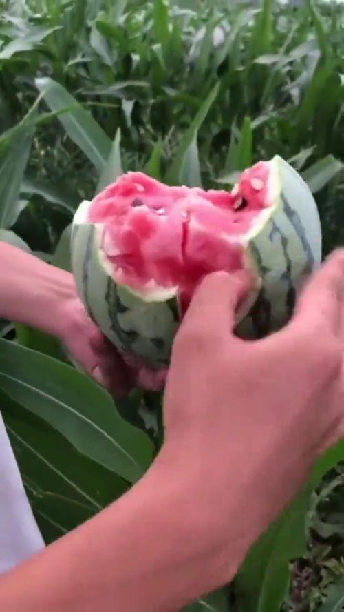 玉米地里吃瓜的视频,一场别开生面的吃瓜盛宴