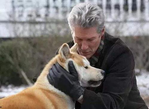 忠犬八公吃瓜视频大全,感人至深的吃瓜瞬间大盘点