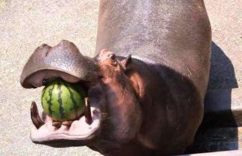 搞笑视频河马吃瓜,一场欢乐的“瓜界”盛宴