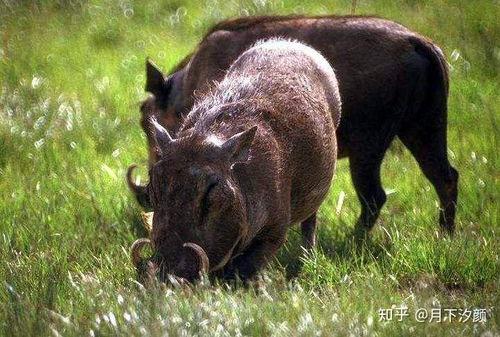野猪吃不吃喜子瓜呢视频,揭秘野生动物的饮食习惯