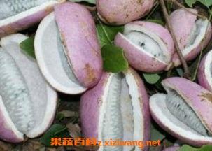 小鸟吃八月瓜视频